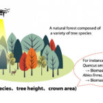 drone-technology-revolutionizes-forest-biomass-measurement-in-japan