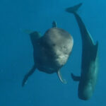 energetic-needs-of-deep-diving-pilot-whales-unveiled-by-uh-study