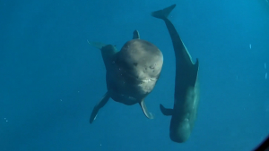 energetic-needs-of-deep-diving-pilot-whales-unveiled-by-uh-study