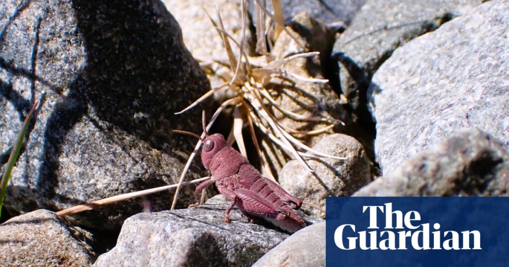 exceptionally-rare-pink-grasshopper-discovered-in-new-zealand