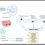exosomes-a-revolutionary-tool-in-reproductive-biology-and-oocyte-competence