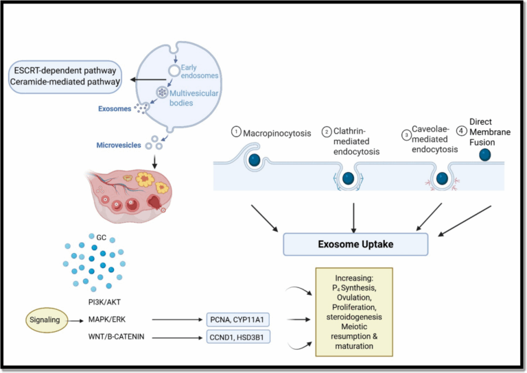 exosomes-a-revolutionary-tool-in-reproductive-biology-and-oocyte-competence