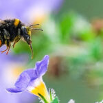 glossy-flowers-unraveling-nature-s-shiny-enigma