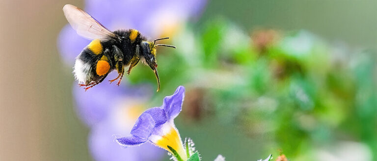 glossy-flowers-unraveling-nature-s-shiny-enigma
