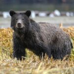 grizzly-bear-attack-in-canada-injures-children-and-teacher