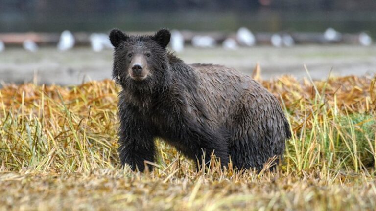 grizzly-bear-attack-in-canada-injures-children-and-teacher