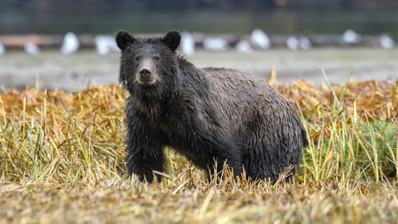 grizzly-bear-attack-in-canada-injures-children-and-teacher