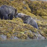 grizzly-bear-attack-in-canada-leaves-school-group-injured-sparks-safety-concerns