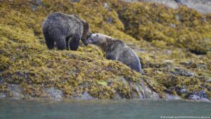 grizzly-bear-attack-in-canada-leaves-school-group-injured-sparks-safety-concerns
