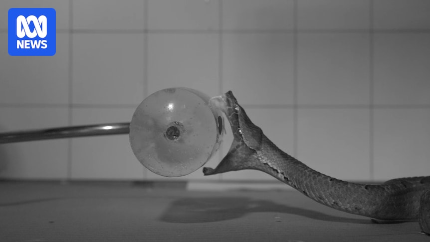 high-speed-cameras-unveil-secrets-of-venomous-snake-strikes