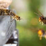invasive-yellow-legged-hornets-threaten-new-zealand-s-ecosystem
