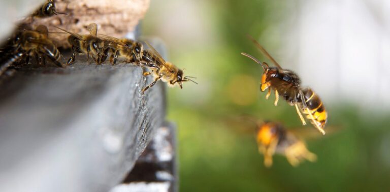 invasive-yellow-legged-hornets-threaten-new-zealand-s-ecosystem