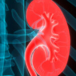 Human Urinary System Kidneys Anatomy