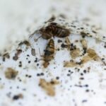 malaysian-scientists-harness-bed-bugs-for-forensic-breakthroughs