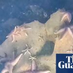 marine-life-thrives-on-wwii-munitions-dumped-in-baltic-sea