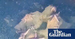 marine-life-thrives-on-wwii-munitions-dumped-in-baltic-sea