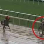 melbourne-cup-2025-key-lead-up-races-and-contenders-to-watch