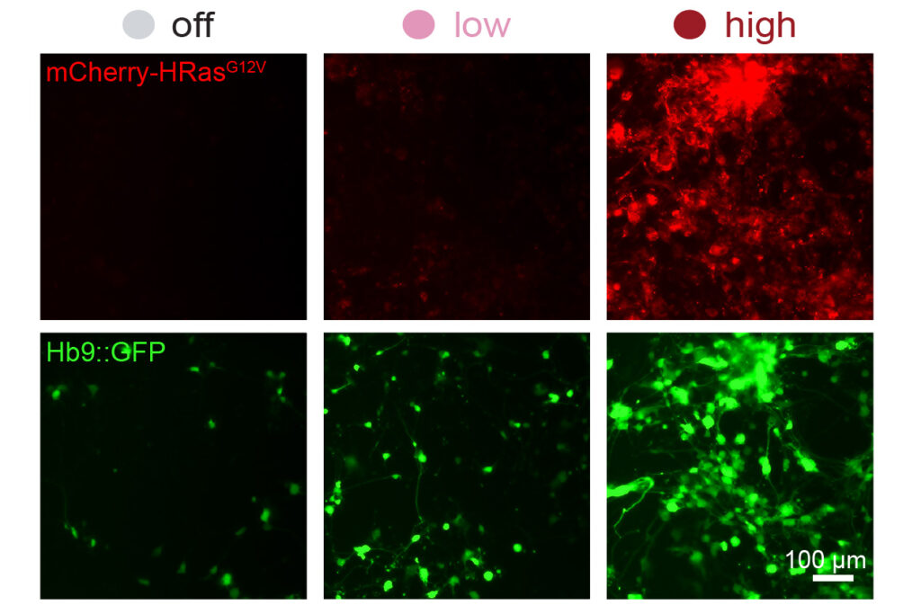 mit-engineers-develop-system-to-control-synthetic-gene-expression