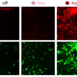 mit-engineers-develop-system-to-control-synthetic-gene-expression