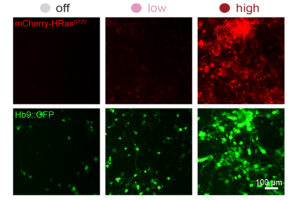 mit-engineers-develop-system-to-control-synthetic-gene-expression