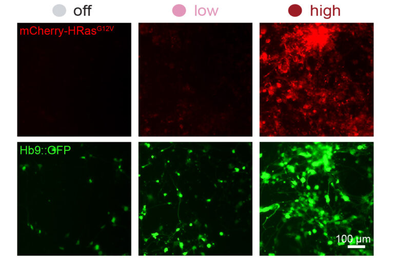 mit-engineers-develop-system-to-control-synthetic-gene-expression