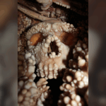 neanderthal-skull-analysis-challenges-long-held-nose-evolution-theory