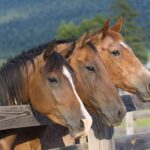 new-inflammatory-indices-enhance-horse-health-diagnostics