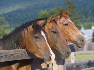 new-inflammatory-indices-enhance-horse-health-diagnostics