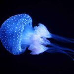 new-samurai-inspired-jellyfish-species-discovered-in-japan