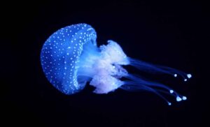 new-samurai-inspired-jellyfish-species-discovered-in-japan