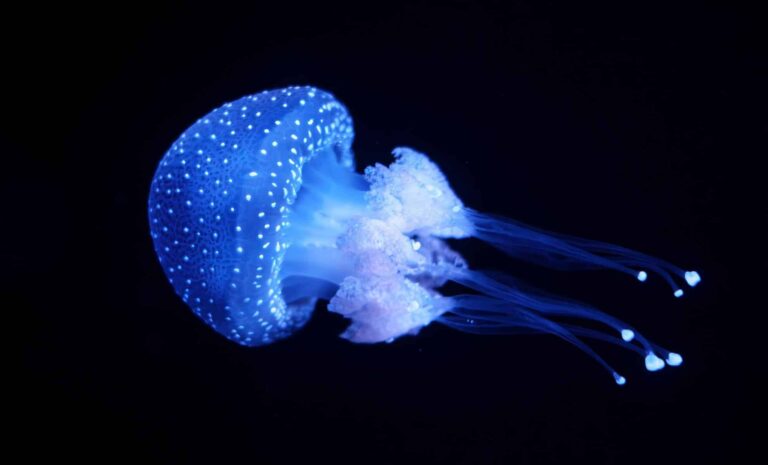 new-samurai-inspired-jellyfish-species-discovered-in-japan