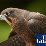 new-zealand-s-bird-of-the-year-warns-off-walkers-with-dive-bomb-tactics