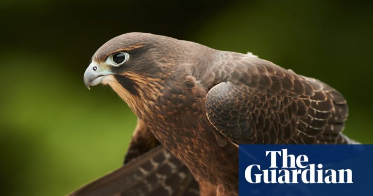 new-zealand-s-bird-of-the-year-warns-off-walkers-with-dive-bomb-tactics