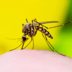nsw-health-urges-vaccination-against-japanese-encephalitis-as-summer-nears