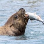 ocean-heatwaves-double-predators-prey-needs-amid-nutritional-decline