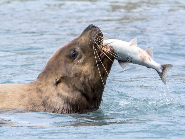 ocean-heatwaves-double-predators-prey-needs-amid-nutritional-decline