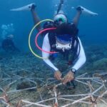 papua-student-s-quest-to-save-coral-reefs-through-marine-biology