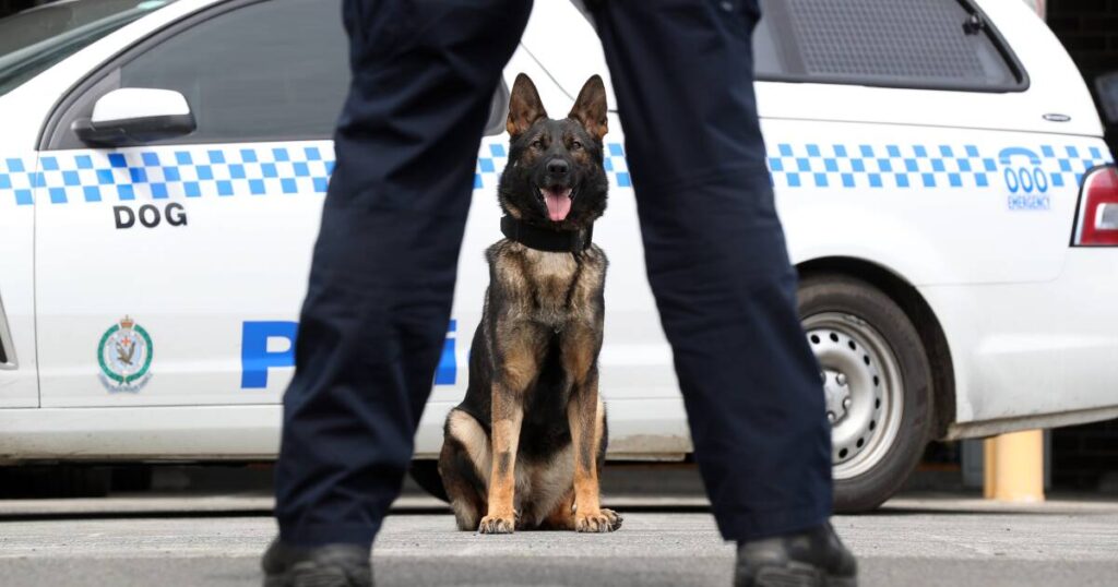 police-pursuit-in-illawarra-two-arrested-one-hospitalized-after-dramatic-chase