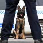 police-pursuit-in-illawarra-two-arrested-one-hospitalized-after-dramatic-chase