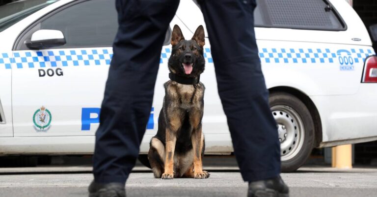 police-pursuit-in-illawarra-two-arrested-one-hospitalized-after-dramatic-chase