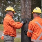 protective-mesh-shields-power-poles-in-nsw-against-bushfire-threats