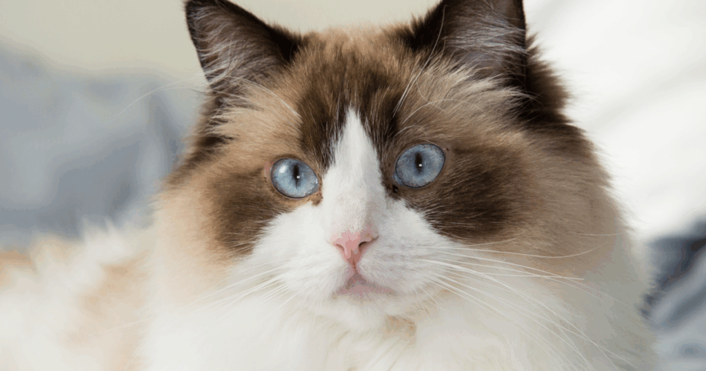 ragdoll-cat-becomes-viral-sensation-for-protecting-newborn-like-a-parent