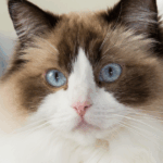 ragdoll-cat-becomes-viral-sensation-for-protecting-newborn-like-a-parent