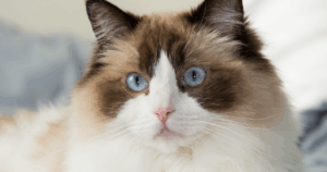 ragdoll-cat-becomes-viral-sensation-for-protecting-newborn-like-a-parent