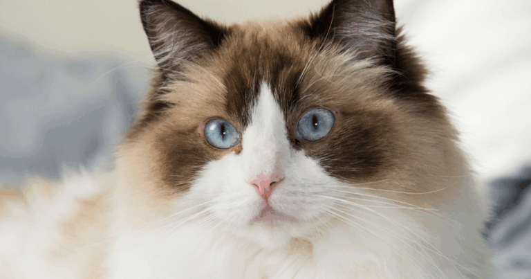 ragdoll-cat-becomes-viral-sensation-for-protecting-newborn-like-a-parent