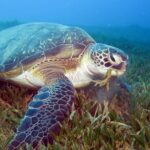 restoring-seagrass-meadows-a-lifeline-for-the-great-barrier-reef