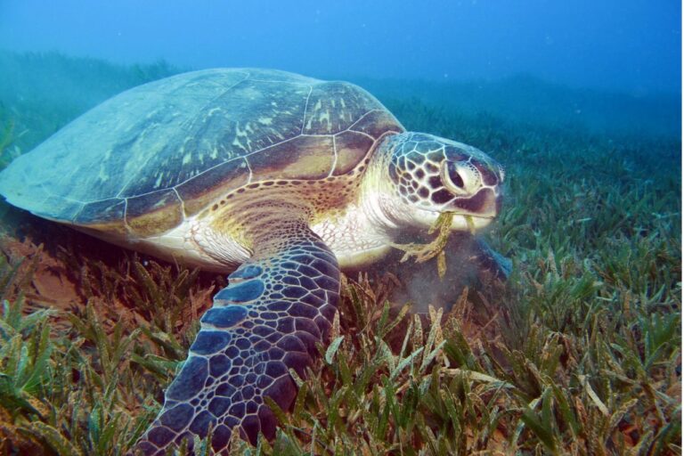 restoring-seagrass-meadows-a-lifeline-for-the-great-barrier-reef
