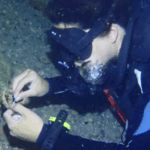 sea-urchin-mass-mortality-unveiling-the-global-crisis-and-innovative-solutions