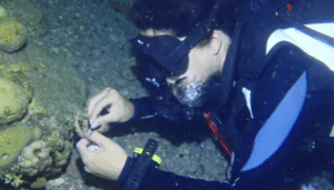 sea-urchin-mass-mortality-unveiling-the-global-crisis-and-innovative-solutions