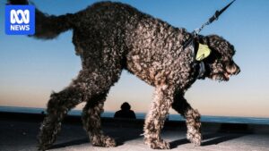 sydney-photographer-gavin-libotte-s-wanderland-a-new-lens-on-the-mundane